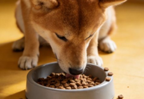 成都老年犬狗粮购买知识